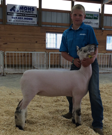 Erickson Show Lamb Champions