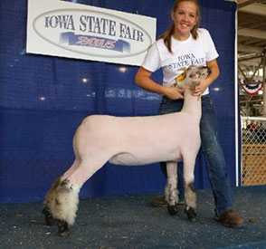 Erickson Show Lamb Champions